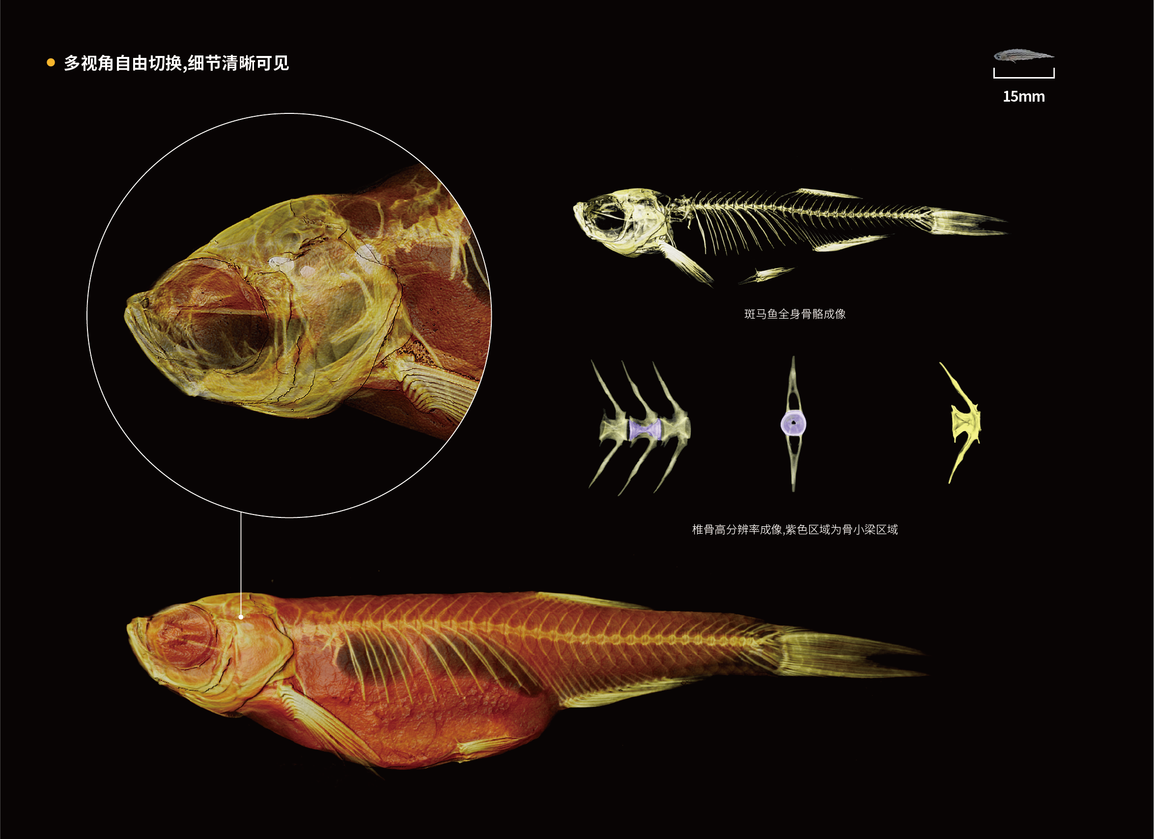 斑马鱼